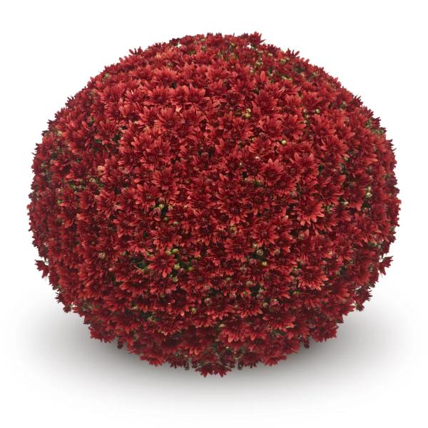 BELGIAN-MUM-MAGNUS-RED-1772033524.jpg
