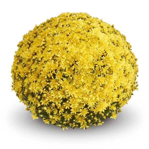 BELGIAN-MUM-MAGNUS-YELLOW-1772033569.jpg