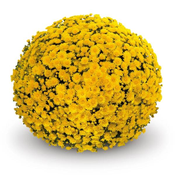 BELGIAN-MUM-MATATA-YELLOW-1772033606.jpg