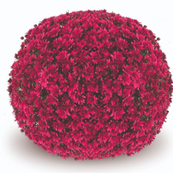 BELGIAN-MUM-PENERA-PURPLE-1772037137.png