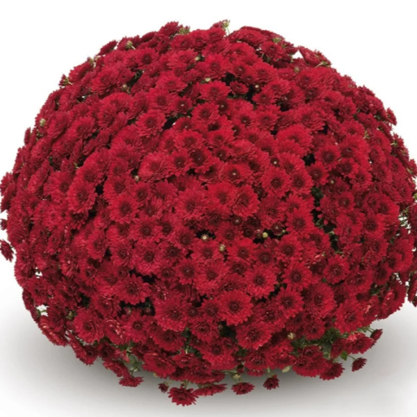 BELGIAN-MUM-PENERA-RED-1772036967.png