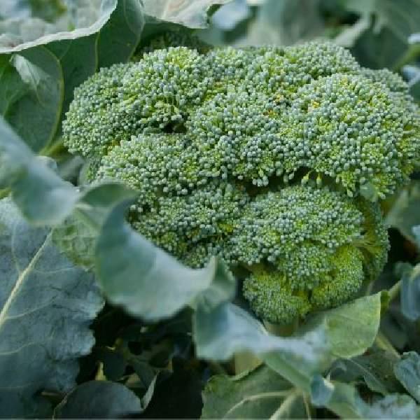 Image Of BROCCOLI EMERALD CROWN