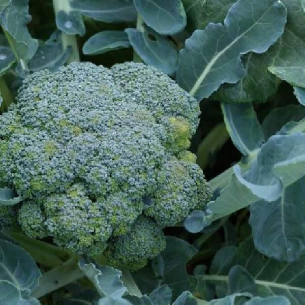 Wholesale Broccoli Vegetable Starter Plants