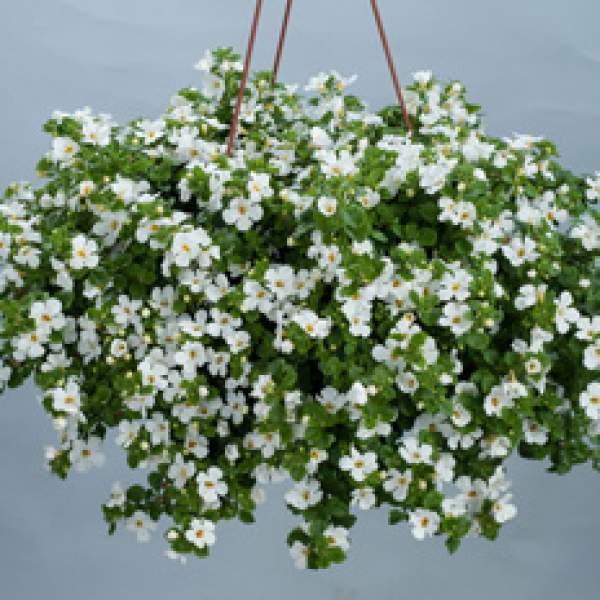 Bacopa-Compact-White.jpg