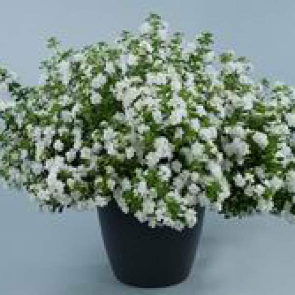 Bacopa-Double-Snowball.jpg