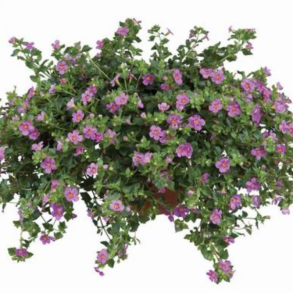 Bacopa-Great-Pink-Beauty.jpg