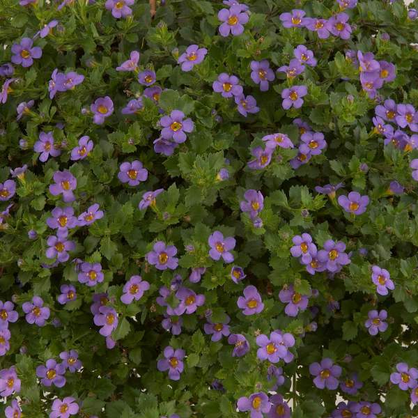 Bacopa-Great-Regal-Blue.jpg