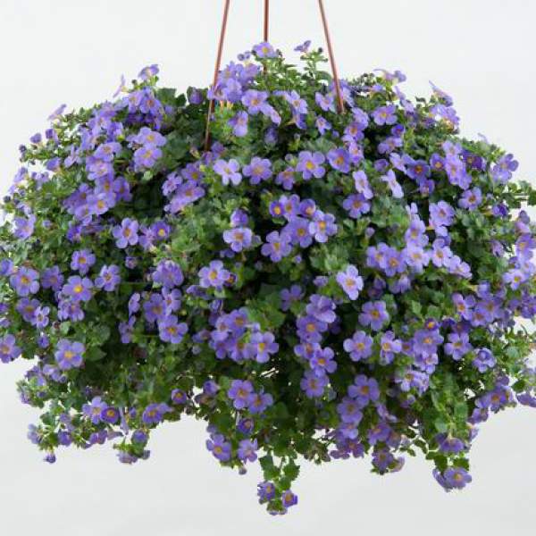 Bacopa-Gulliver-Blue.jpg