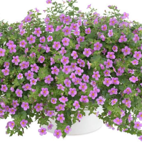 Bacopa-Gulliver-Pink.jpg