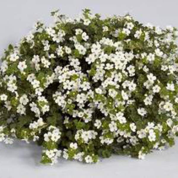 Bacopa-Gulliver-White.jpg