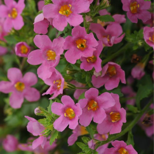 Bacopa-Pinktopia-1753969357.jpg