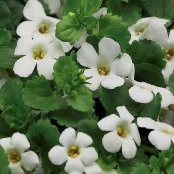 Image Of Bacopa Snowtopia White