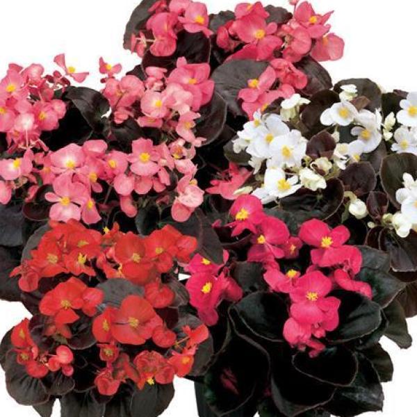 BEGONIA SENATOR MIX