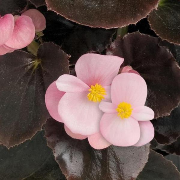 Begonia-Cocktail-Brandy.jpg