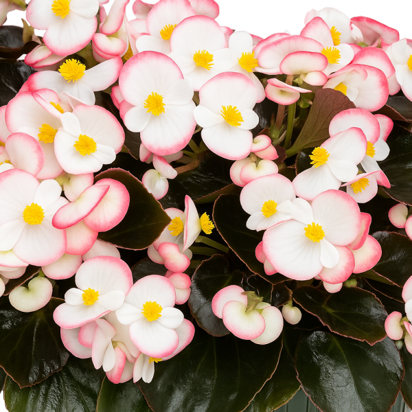 Begonia Cocktail Rum