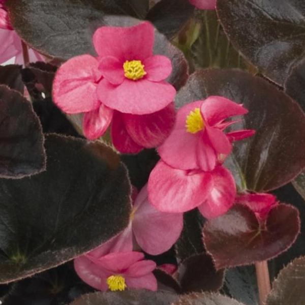 Begonia-Cocktail-Tequila.jpg