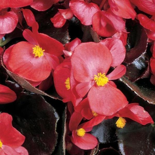 Begonia-Cocktail-Vodka.jpg
