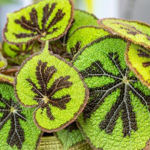 Begonia Masoniana Iron Cross