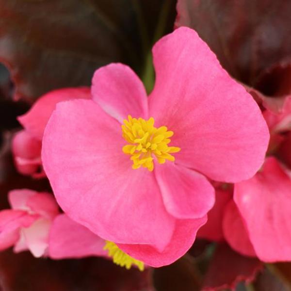 Begonia-Senator-Deep-Rose.jpg