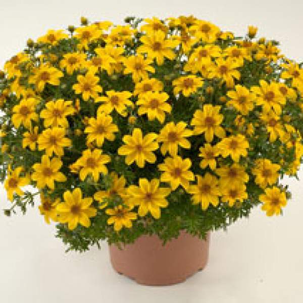 BIDENS YELLOW CHARM