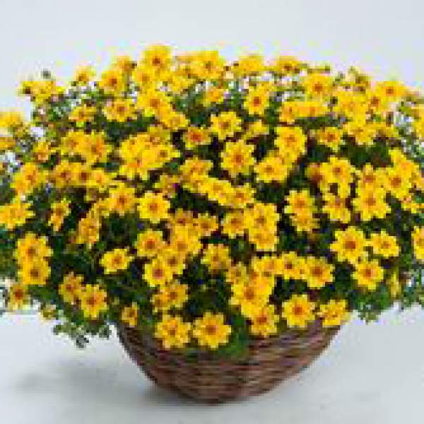 Bidens-Yellow-Sunshine.jpg