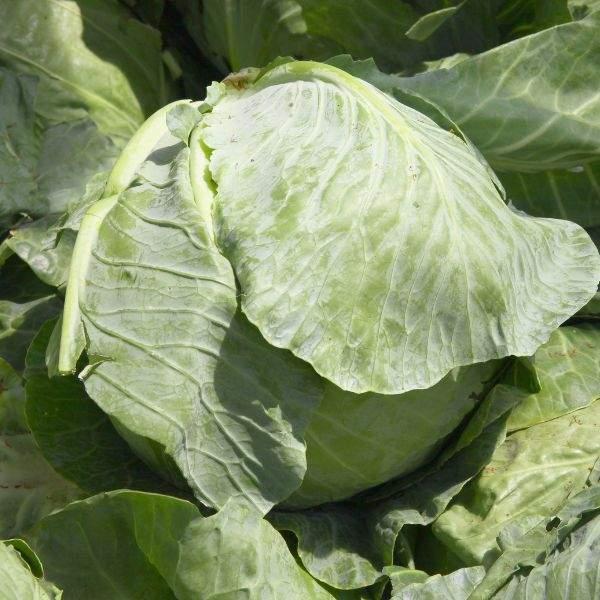 Image Of CABBAGE EARLY FLAT DUTCH