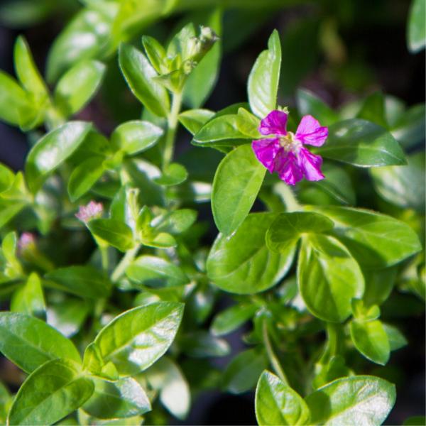 Cuphea Mexican Heather Allyson Purple
