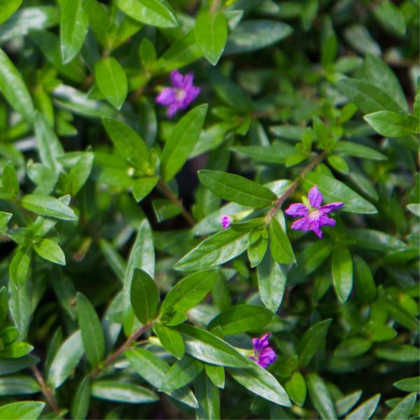 Cuphea Mexican Heather Wine
