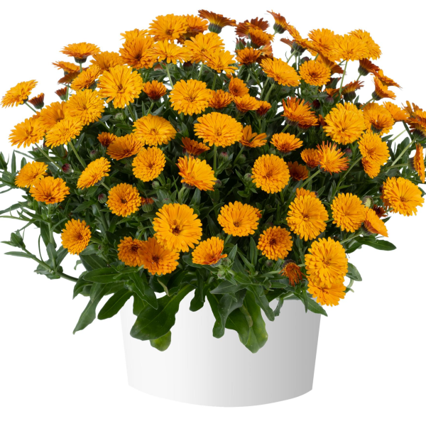 Calendula