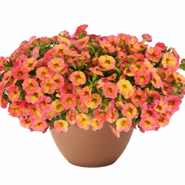 Calibrachoa Ombre Tyler Glam