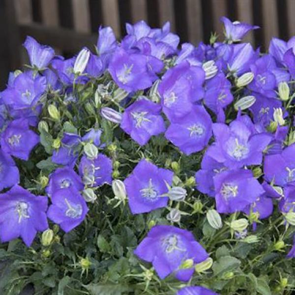 Campanula