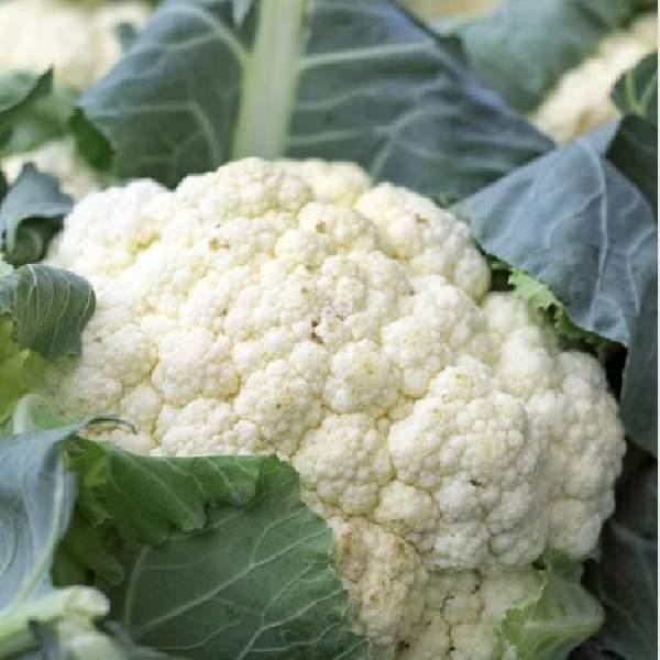 Wholesale Cauliflower Vegetable Starter Plants