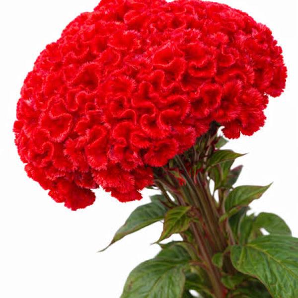 Image Of Celosia Chief Fire