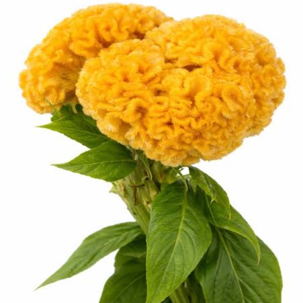 Image Of Celosia Chief Gold