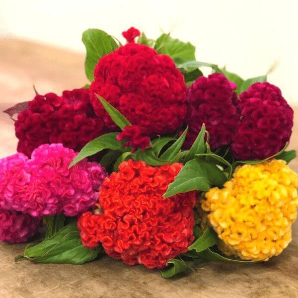 Image Of Celosia Chief Mix