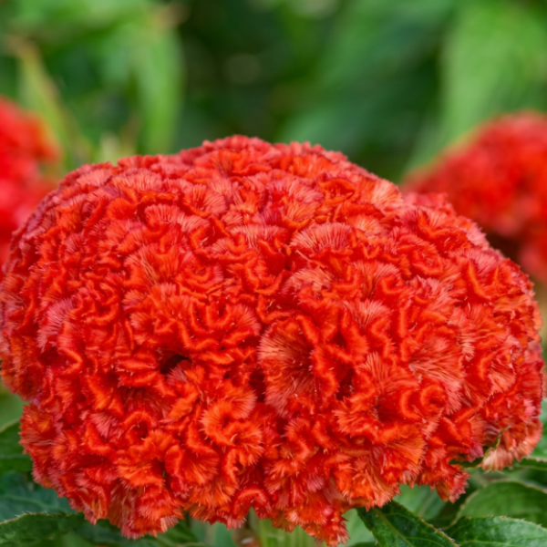Image Of Celosia Chief Persimmon