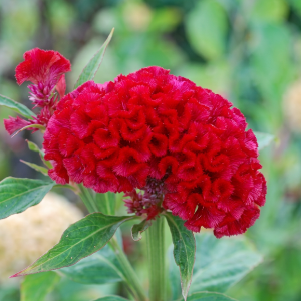 Image Of Celosia Chief Red