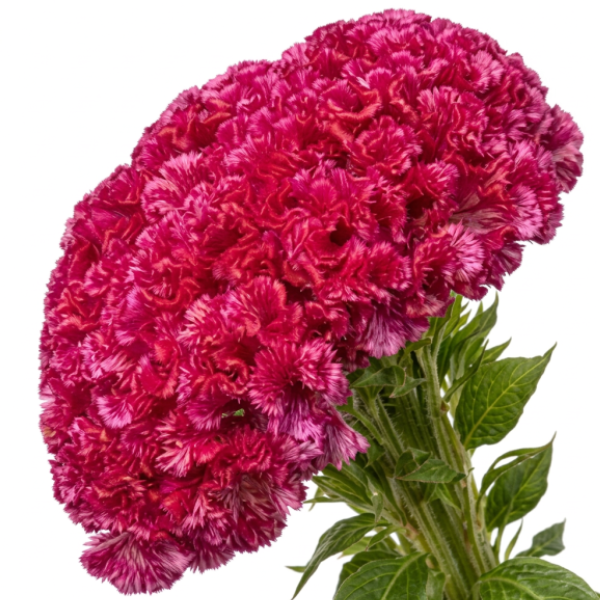 Image Of Celosia Chief Rose