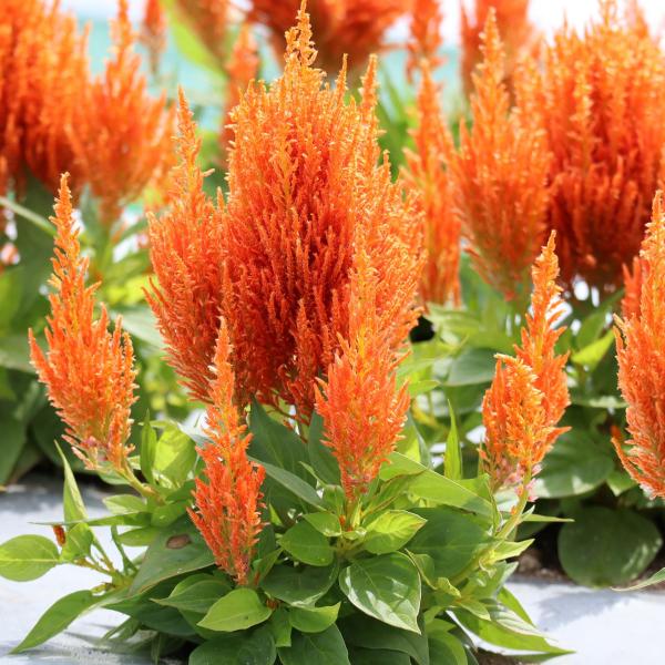 Image Of Celosia Flamma Orange