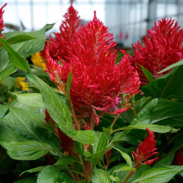 Celosia-Flamma-Red.jpg