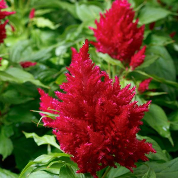 Celosia-Flamma-Rose.jpg