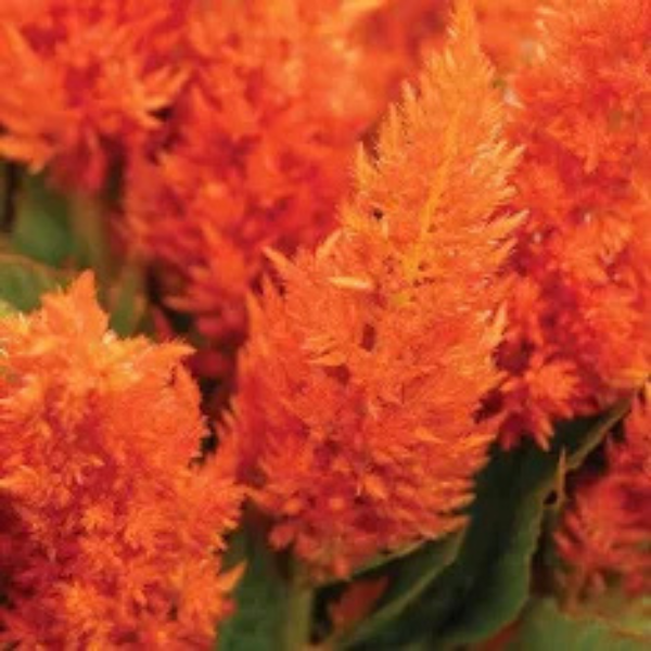 Image Of Celosia Sunday Bright Orange