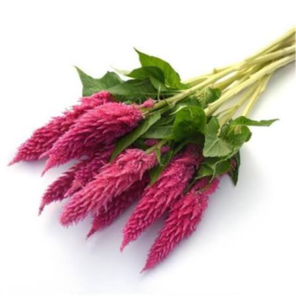 Image Of Celosia Sunday Bright Pink