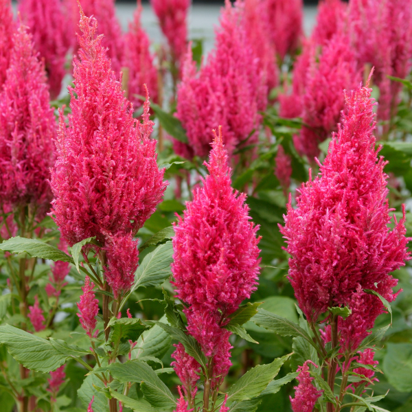 Celosia-Sunday-Dark-Pink-1783519189.png