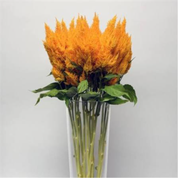 Image Of Celosia Sunday Gold