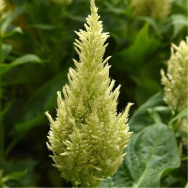 Image Of Celosia Sunday Green