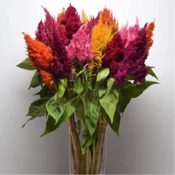Image Of Celosia Sunday Mix