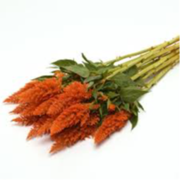 Image Of Celosia Sunday Orange