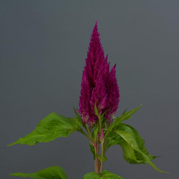 Image Of Celosia Sunday Purple