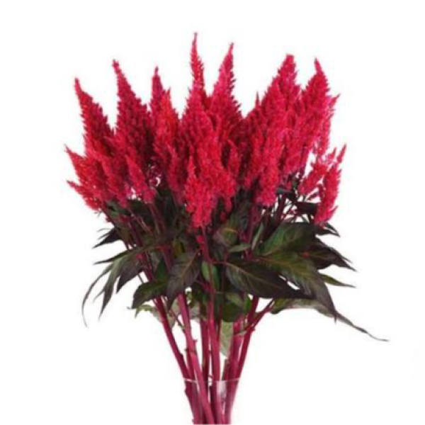 Image Of Celosia Sunday Red